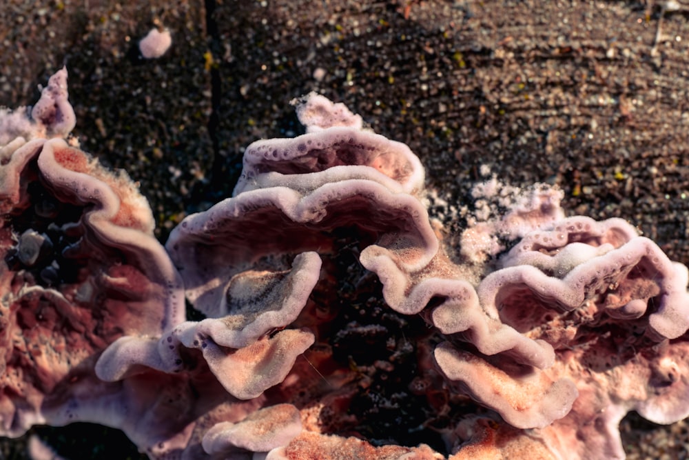 a close up of a bunch of mushrooms on a tree