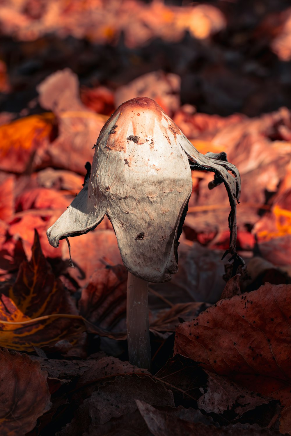 a close up of a mushroom on the ground