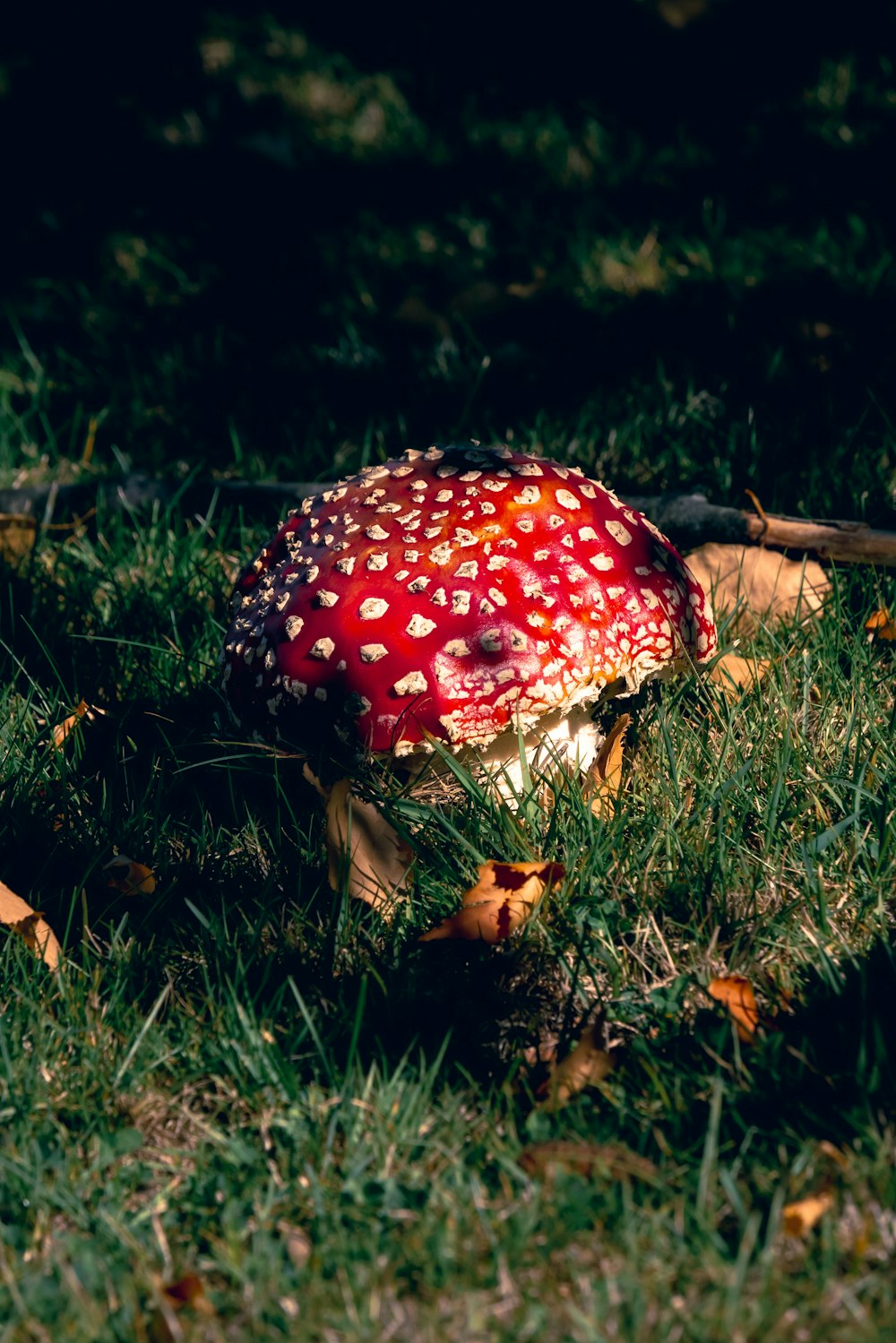 a red mushroom sitting on top of a lush green field