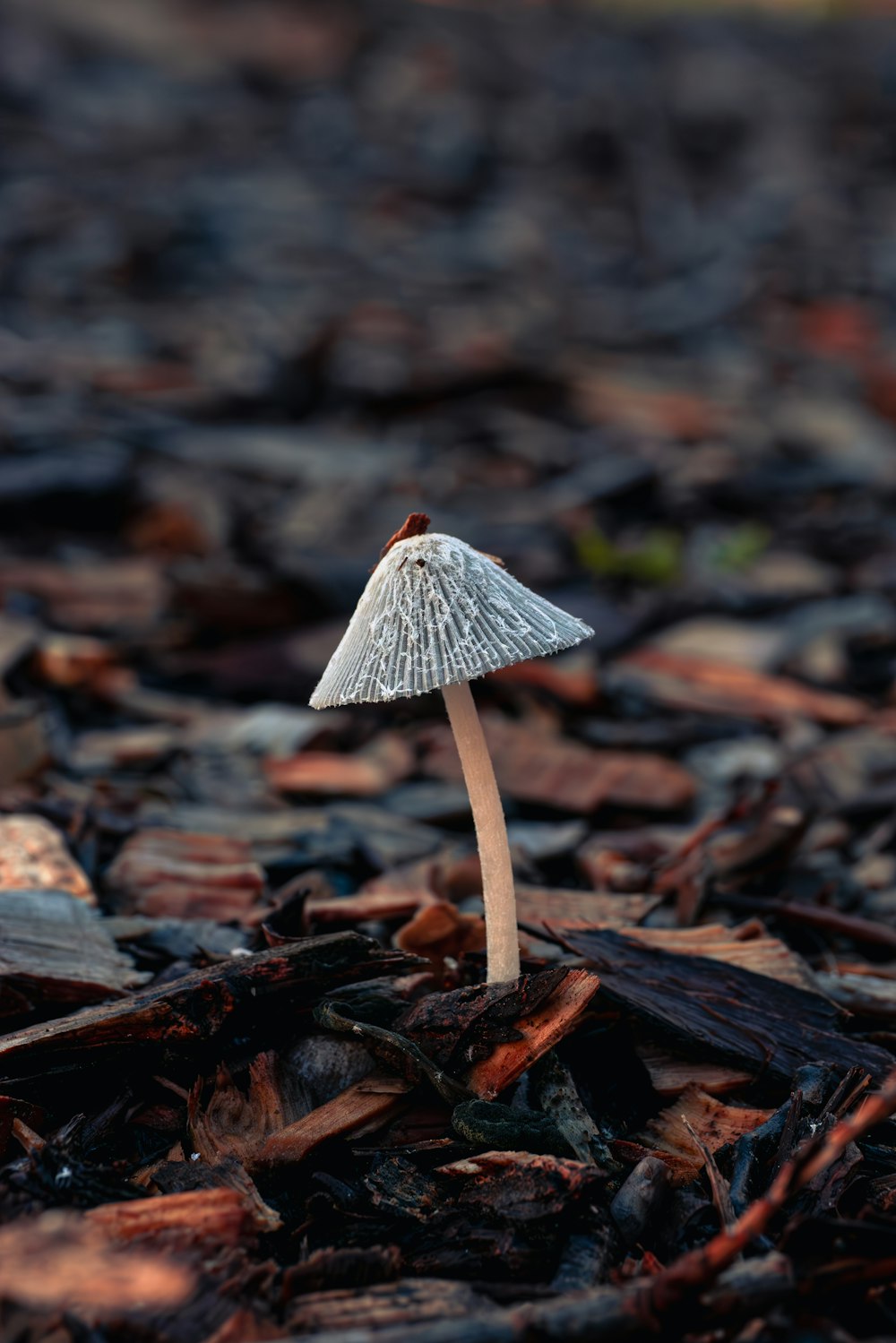 a small white mushroom sitting on top of a pile of leaves