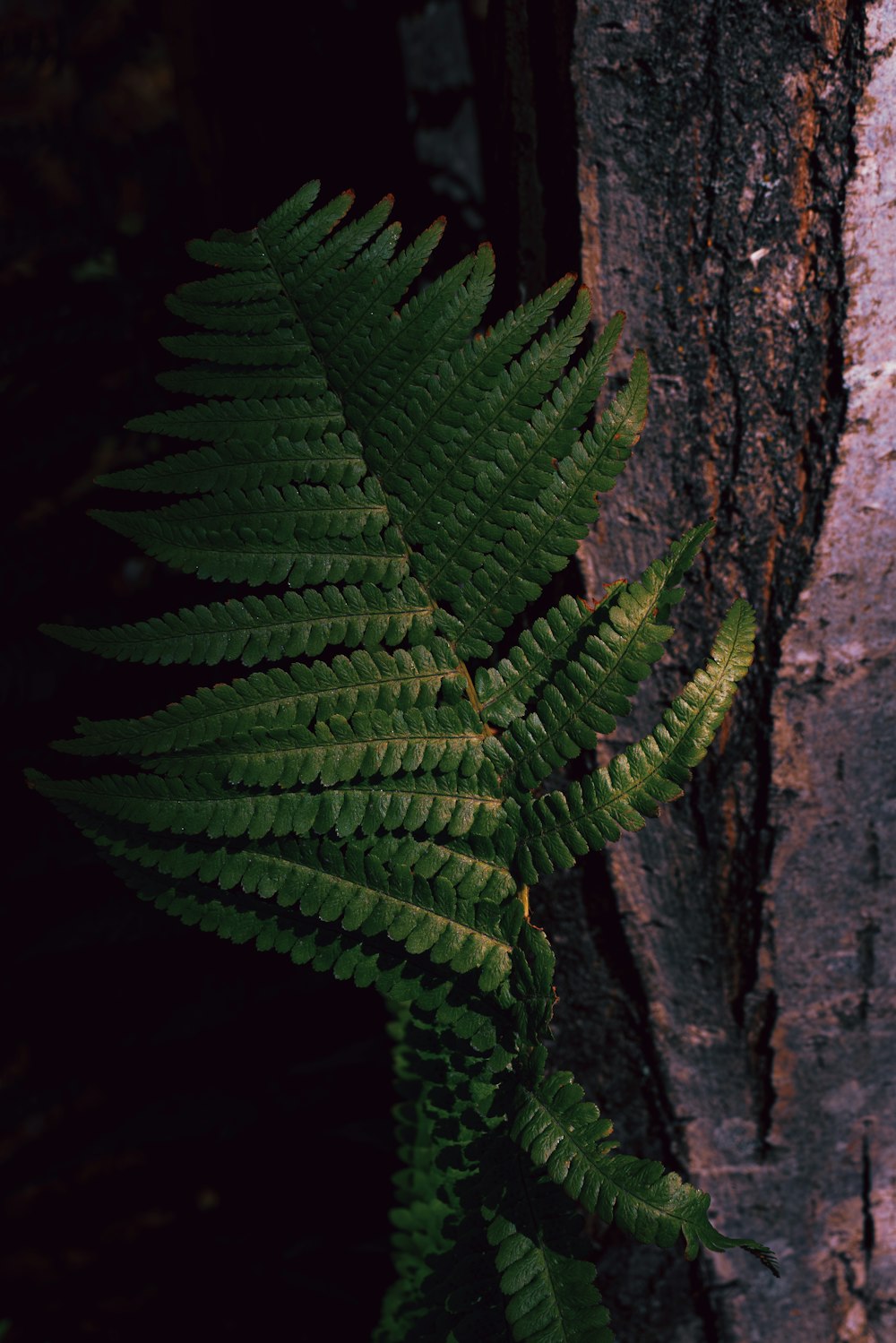 a close up of a plant near a tree