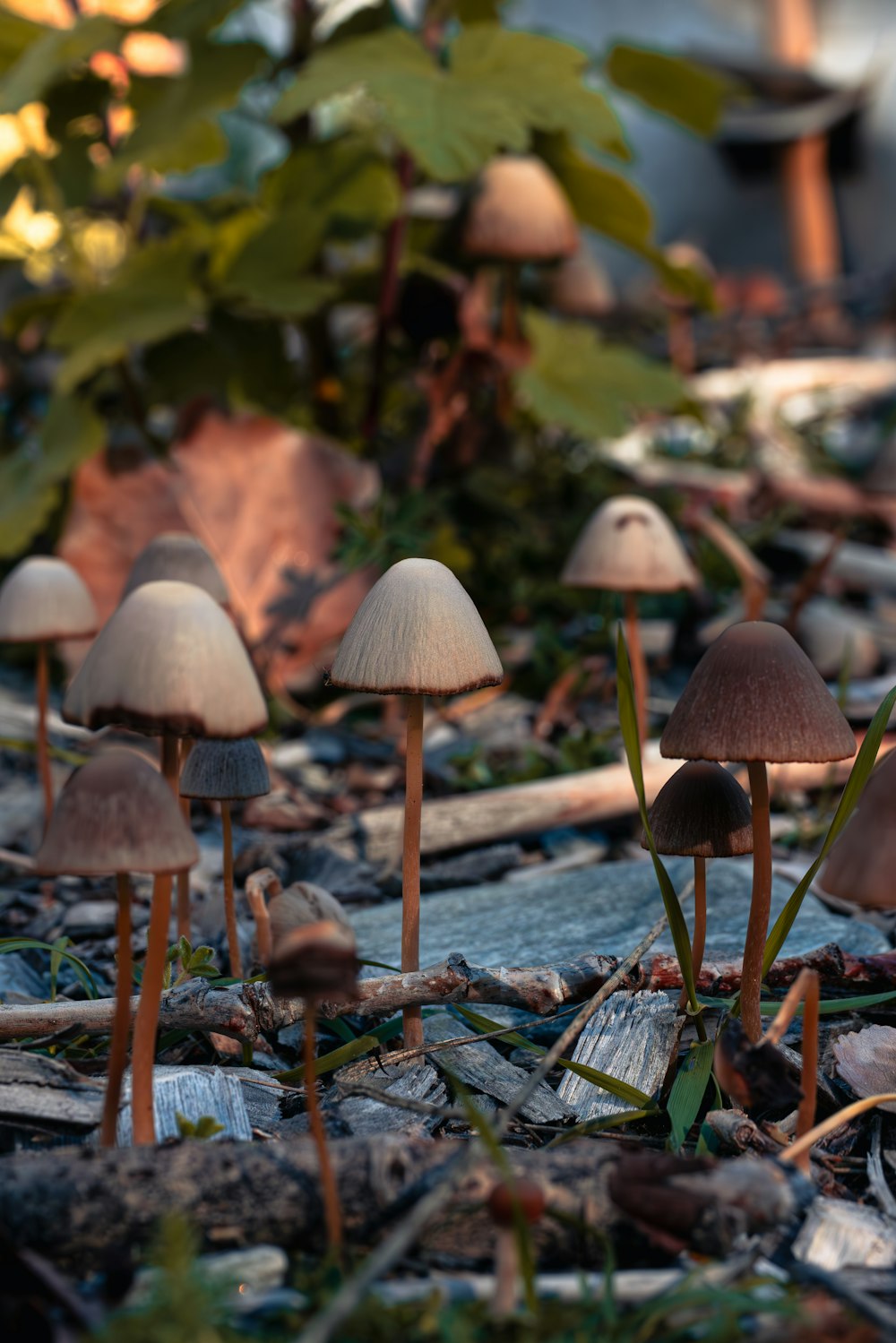 a bunch of mushrooms that are on the ground