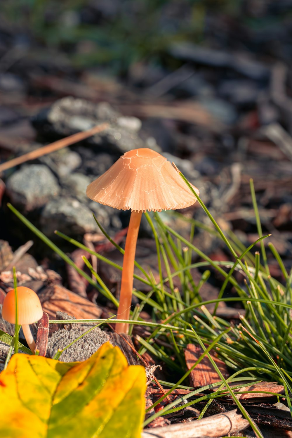 a mushroom sitting on the ground next to a leaf