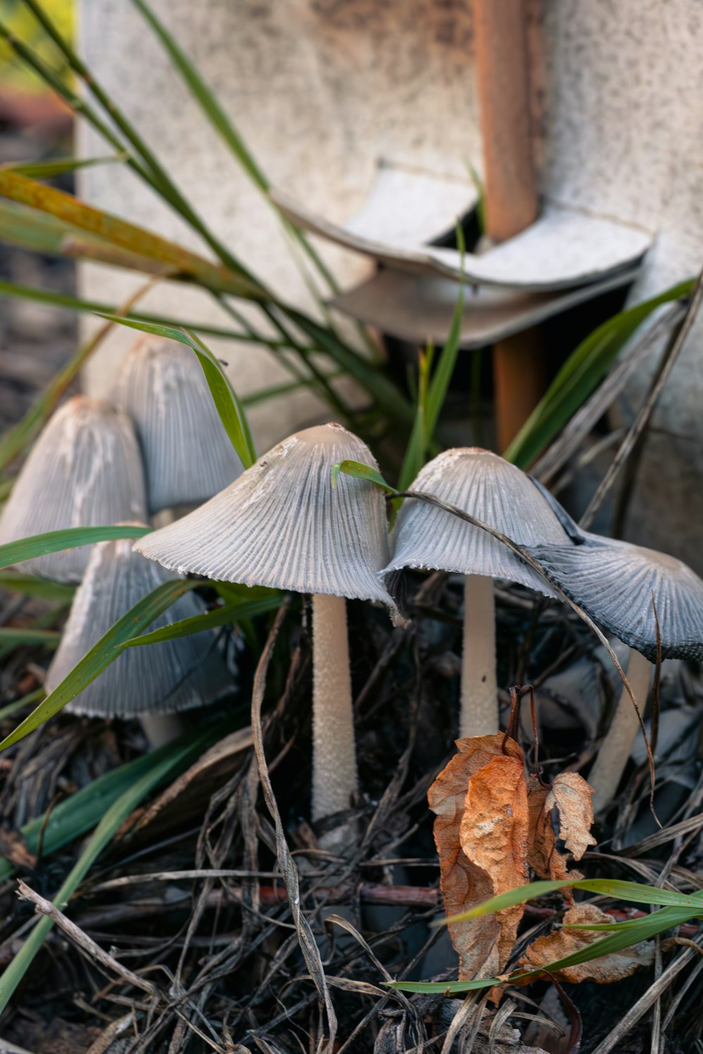 eine Gruppe von Pilzen, die auf einem Waldboden sitzen