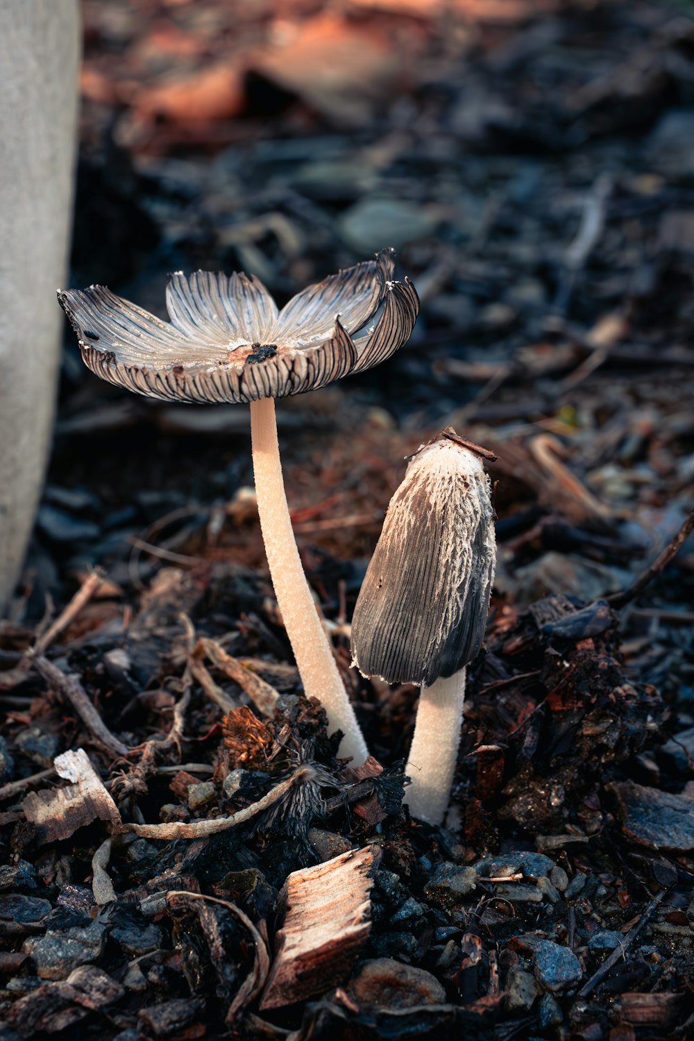 a couple of mushrooms that are on the ground