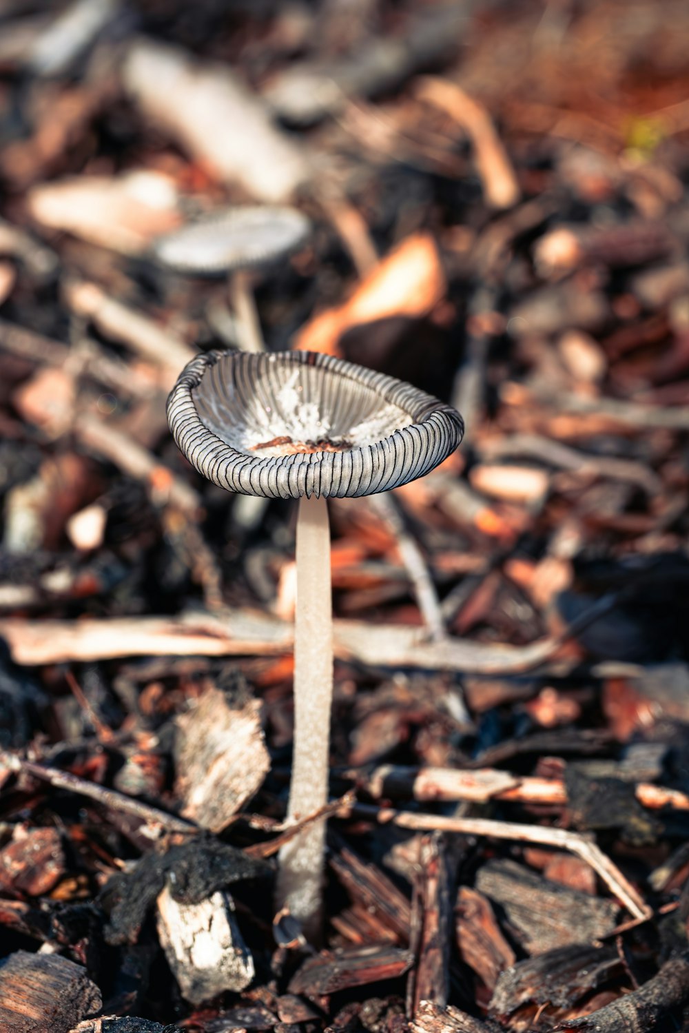 a close up of a small mushroom on the ground