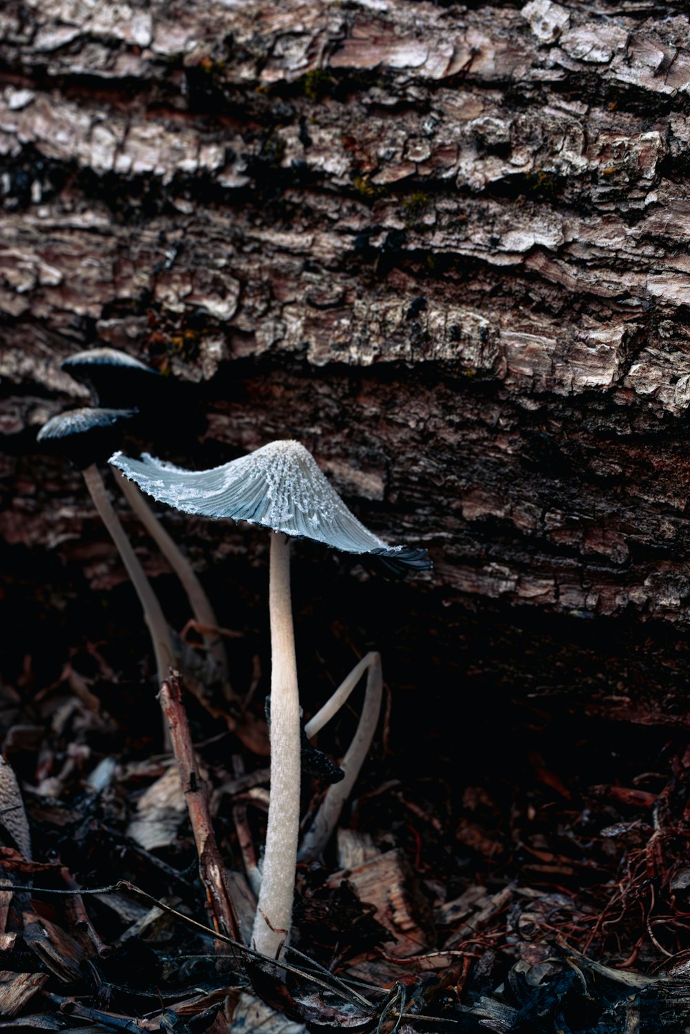 a couple of mushrooms sitting on top of a forest floor