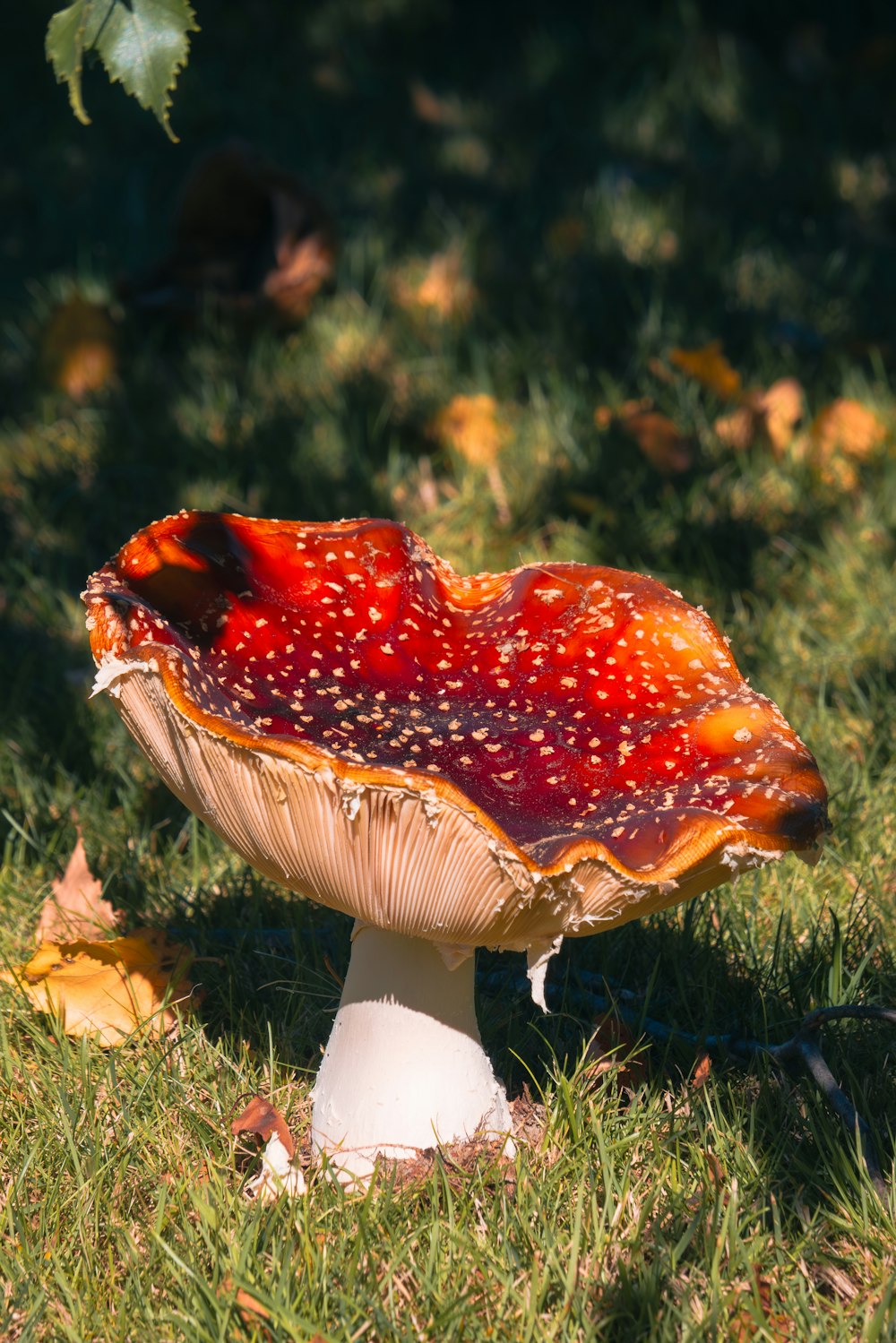 a mushroom sitting on top of a lush green field