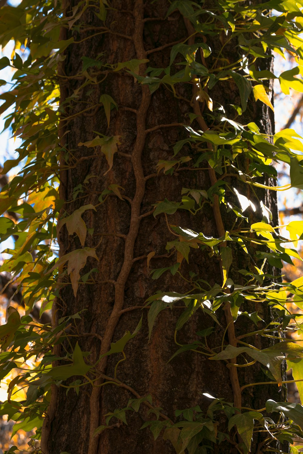 a close up of a tree with vines growing on it