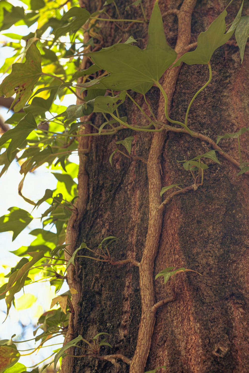 a close up of a tree with vines growing on it