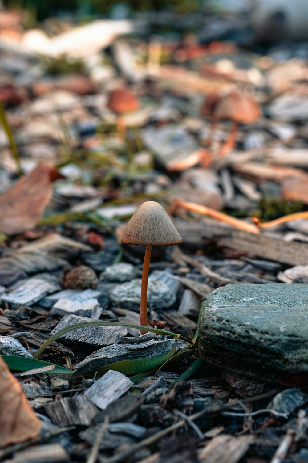 a mushroom sitting on top of a pile of rocks
