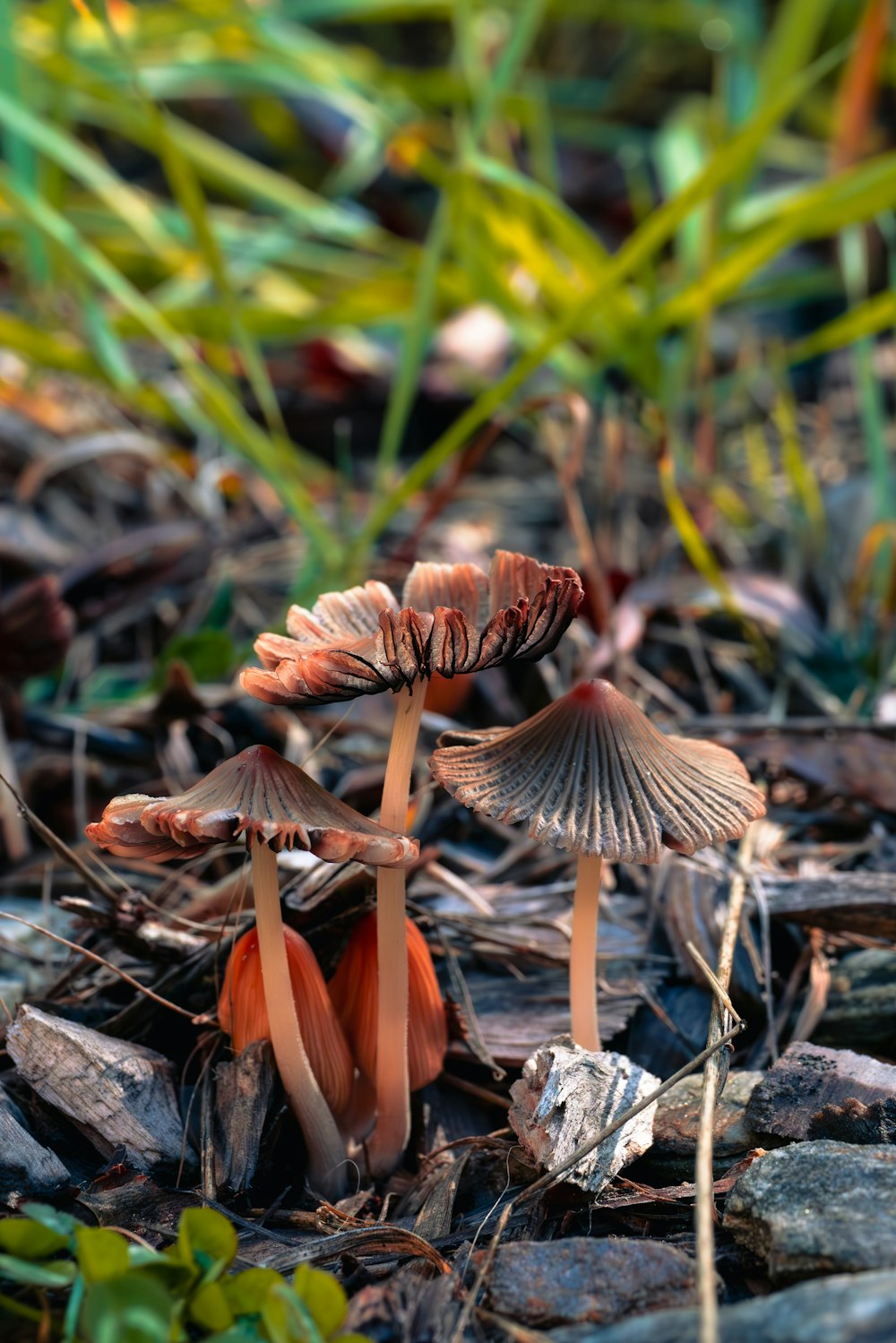 a group of mushrooms that are on the ground