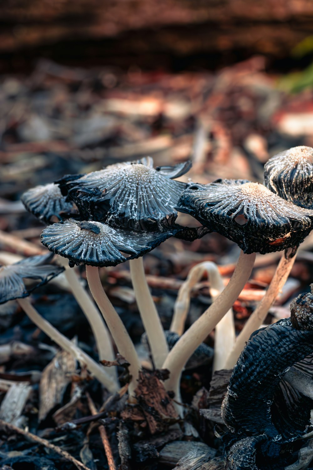 a group of mushrooms sitting on top of a forest floor