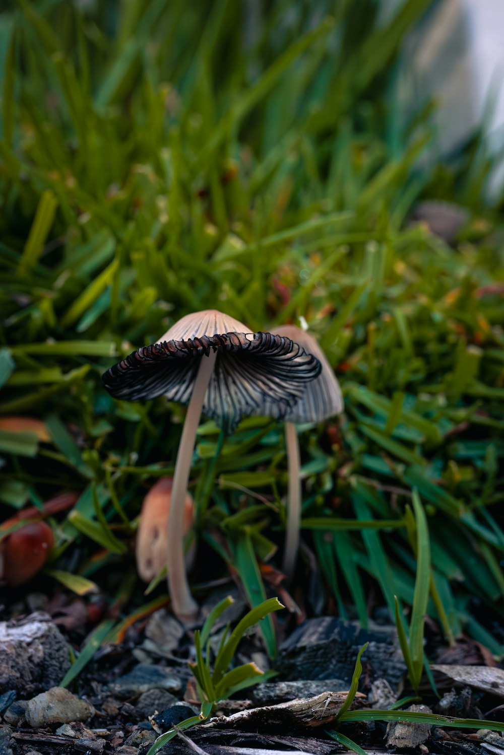 a close up of a mushroom on the ground