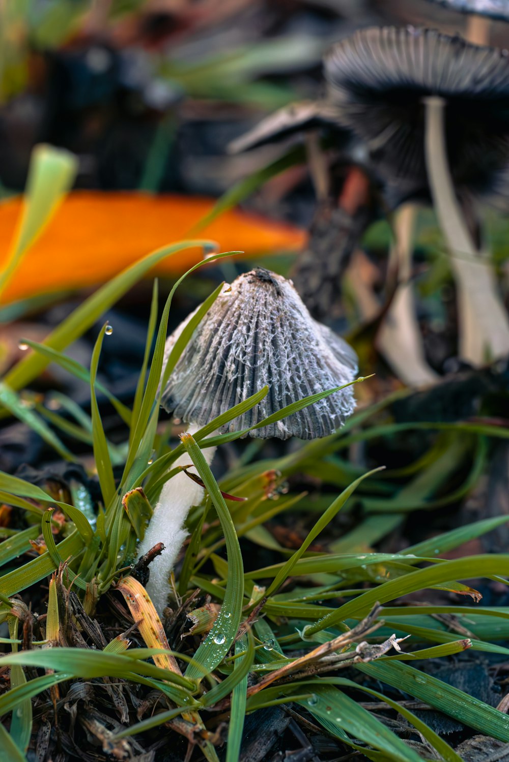 a close up of a mushroom on the ground