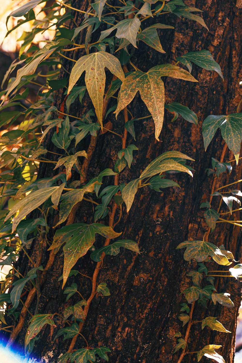 a tree that has a bunch of leaves on it