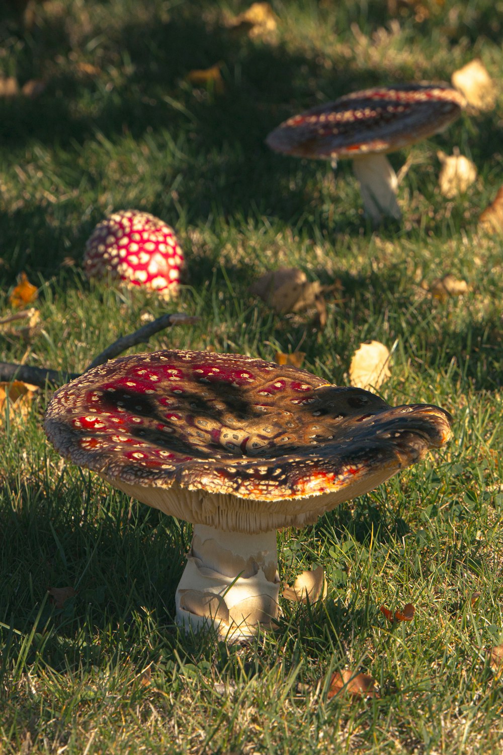 a group of mushrooms sitting on top of a lush green field