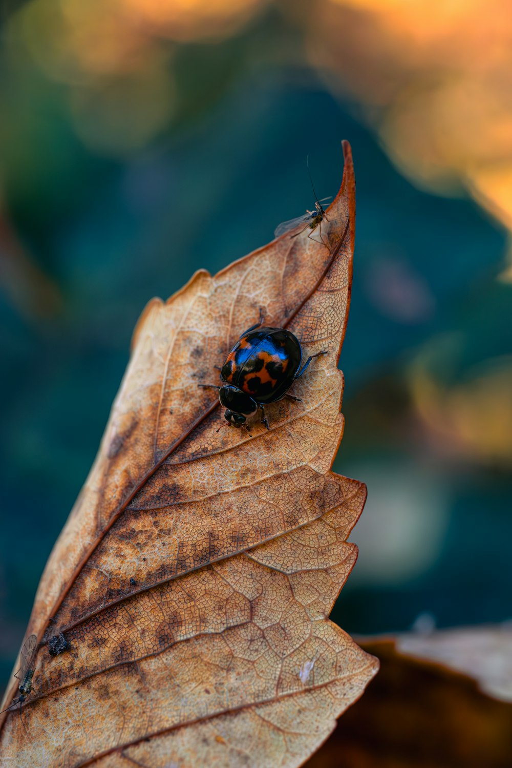 a bug sitting on top of a leaf