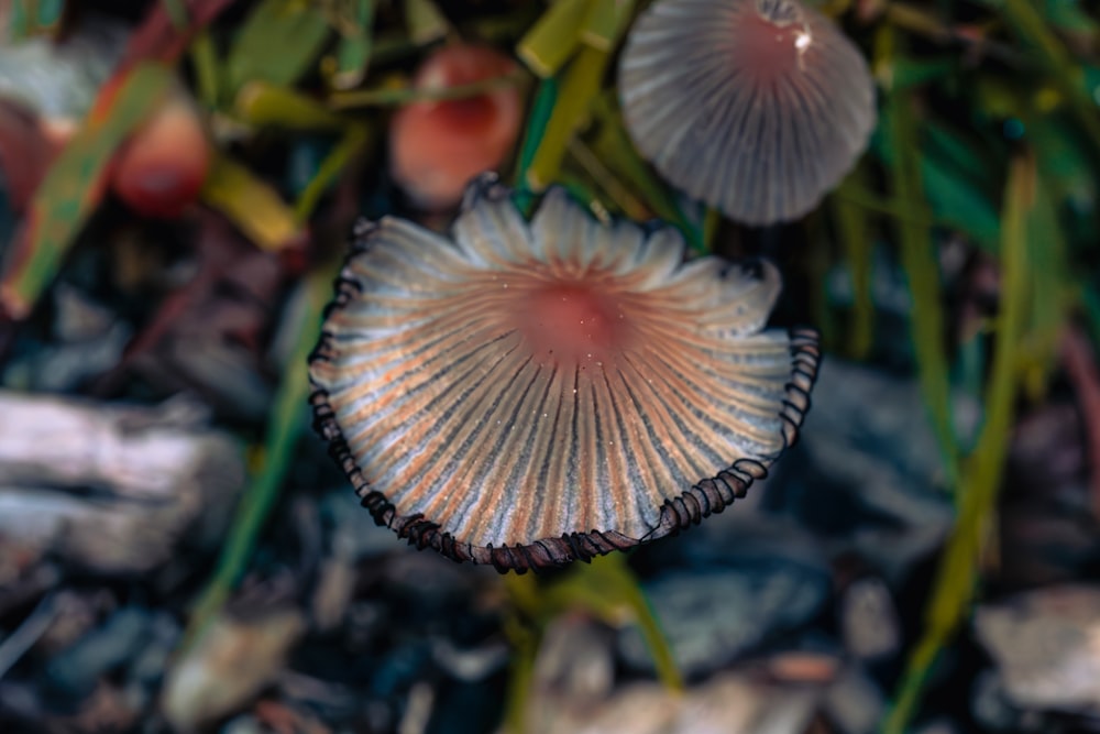 a close up of a mushroom on the ground