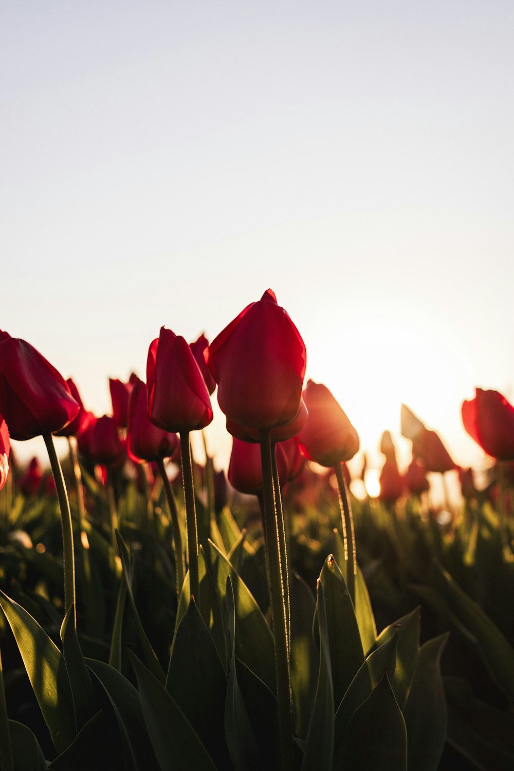 a field of red tulips with the sun in the background