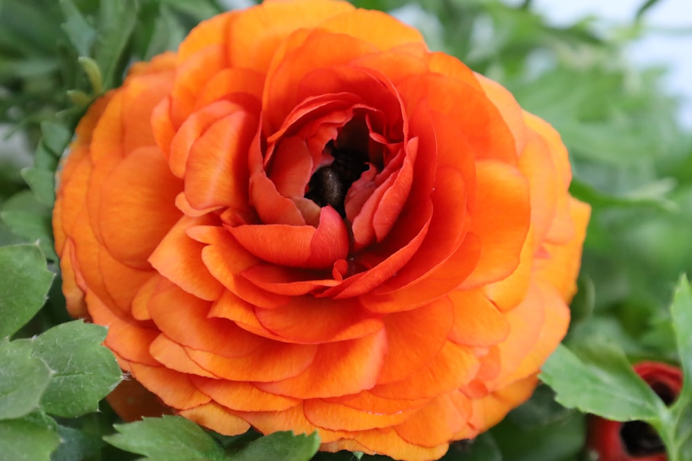 a large orange flower with green leaves