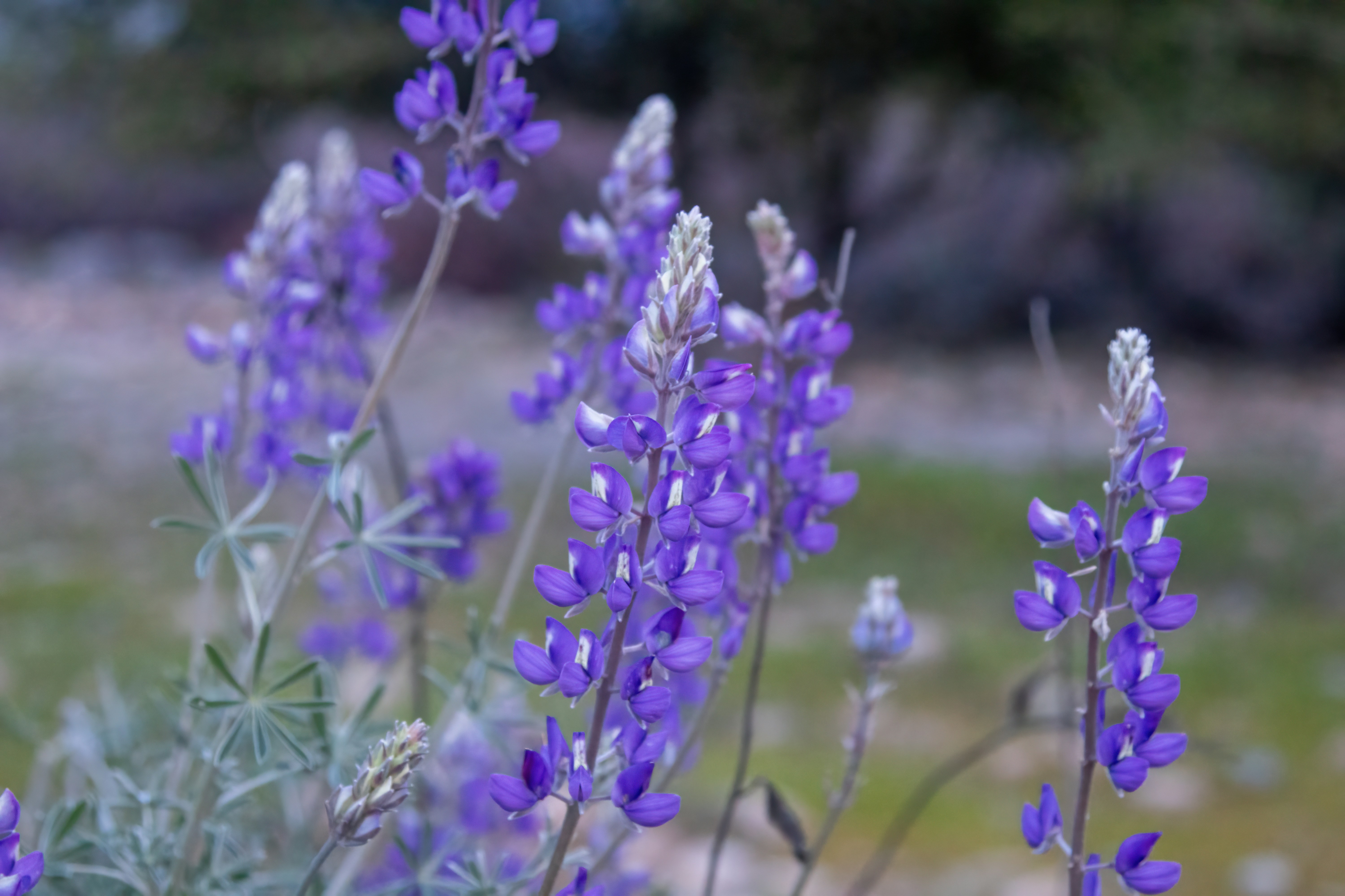 Lupine Wildflowers During the Blue Hour | Native California Plants | NiSi Black Mist Filter