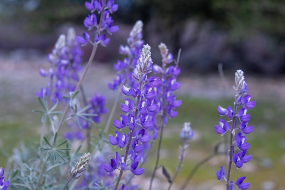 un ramo de flores moradas en un campo