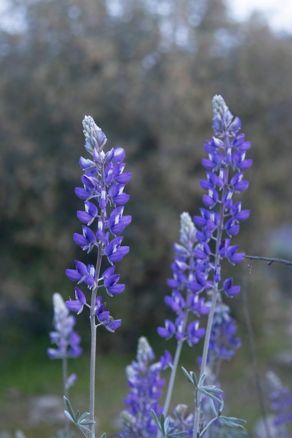 ein Strauß lila Blumen auf einem Feld