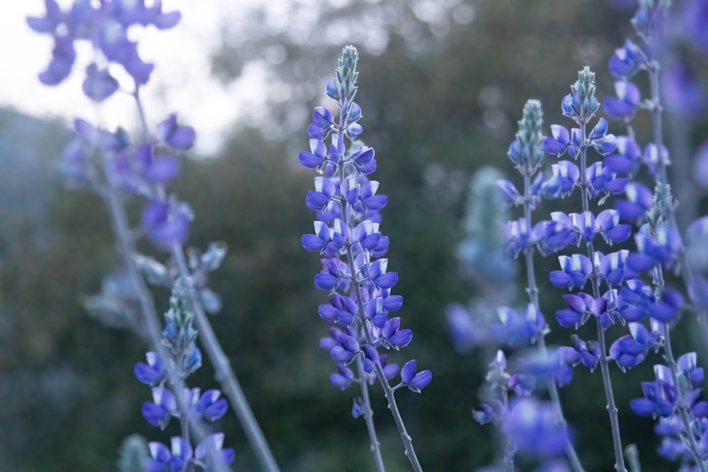 a close up of a bunch of purple flowers