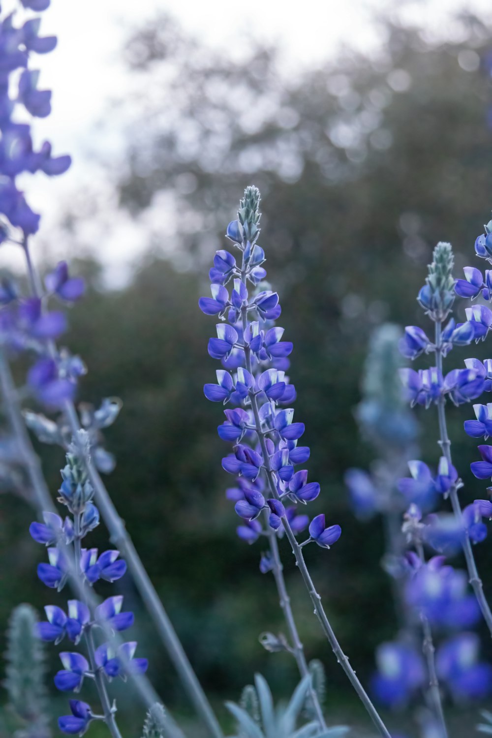 a close up of a bunch of purple flowers