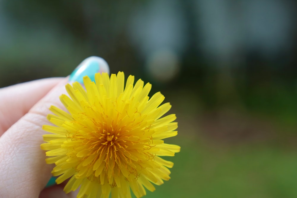 a close up of a person holding a yellow flower