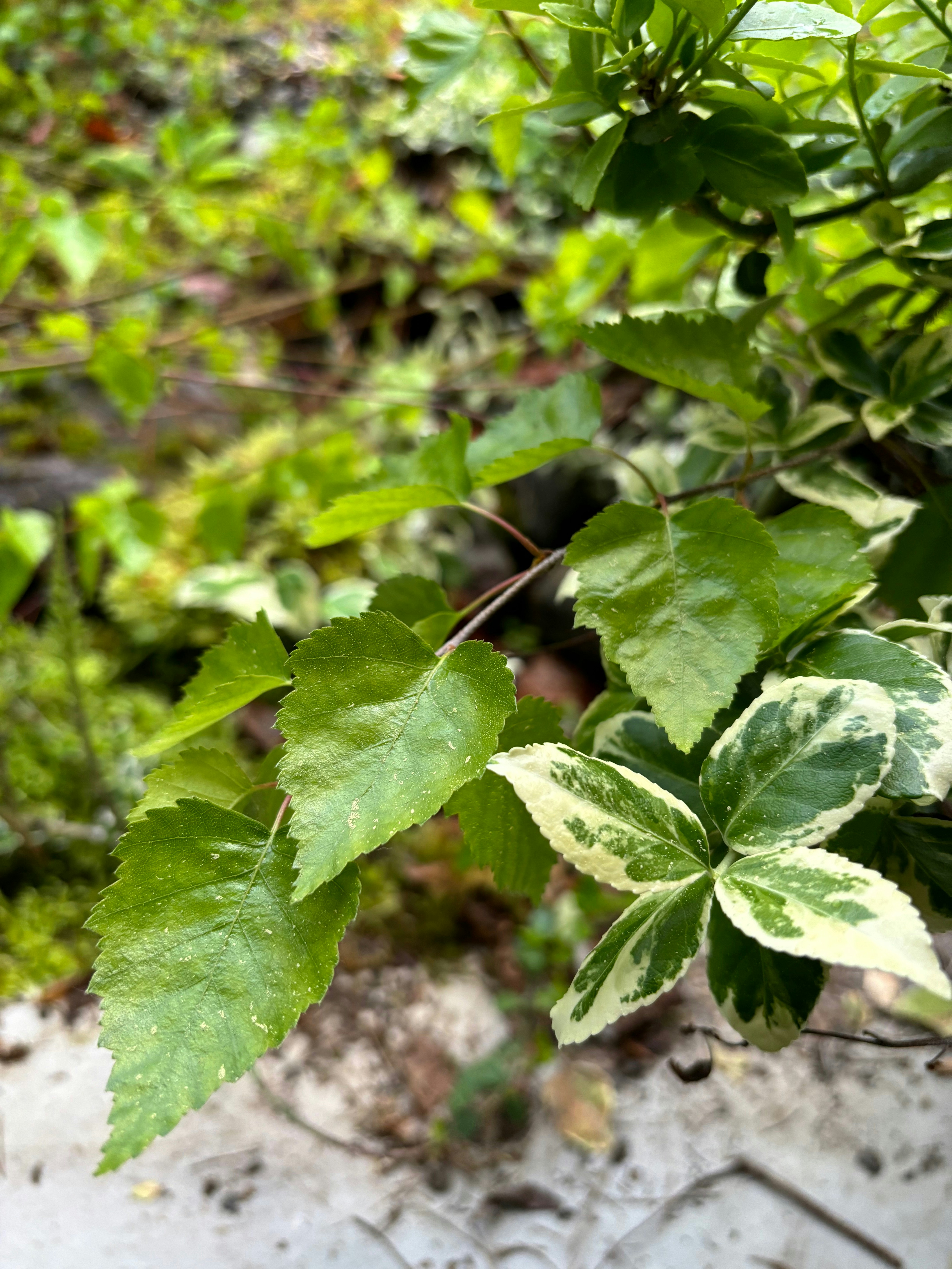 Photo by bliss4corinne