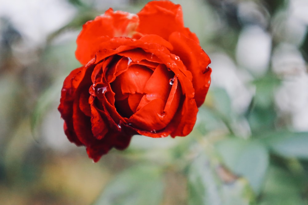 a red rose with water droplets on it