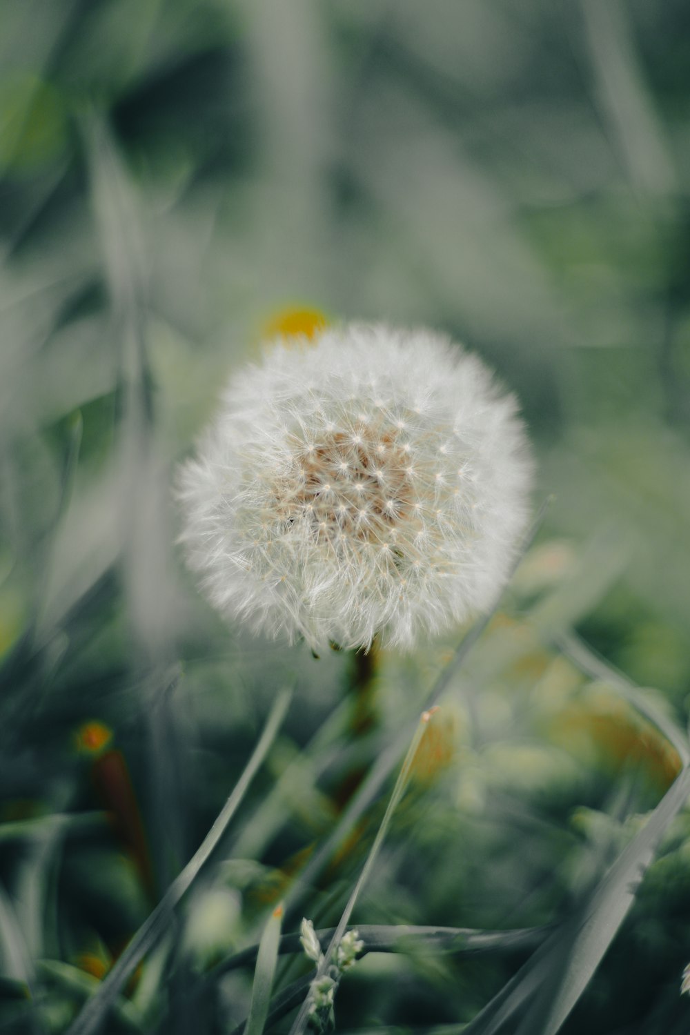 a close up of a dandelion in a field