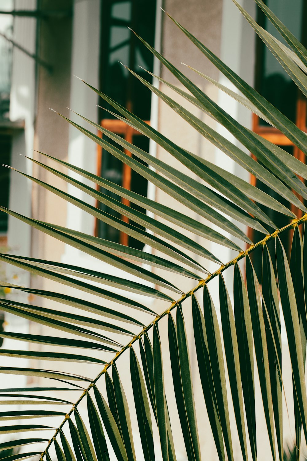 a close up of a palm leaf with a building in the background