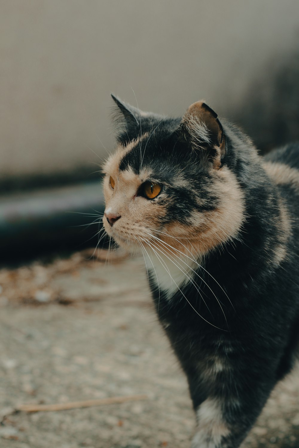 a black and white cat walking on a sidewalk