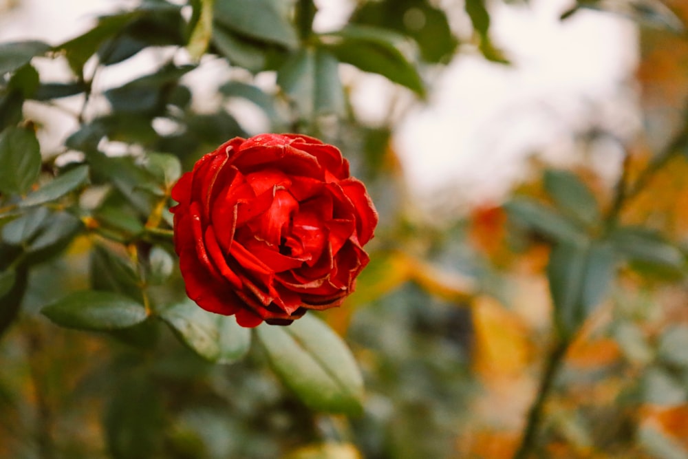 a red rose is blooming in a garden