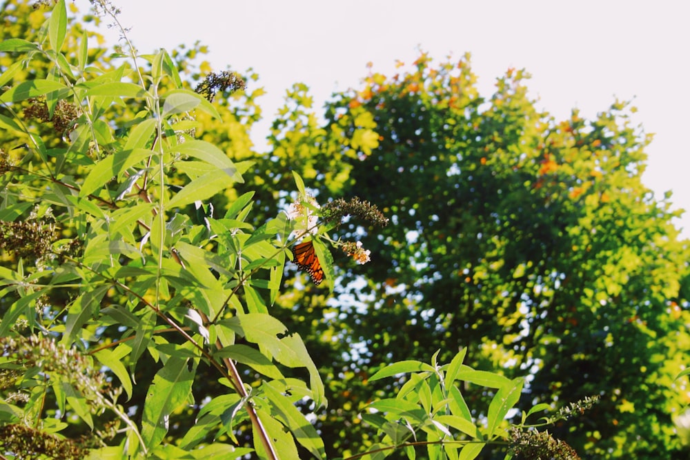 a butterfly sitting on top of a leaf covered tree