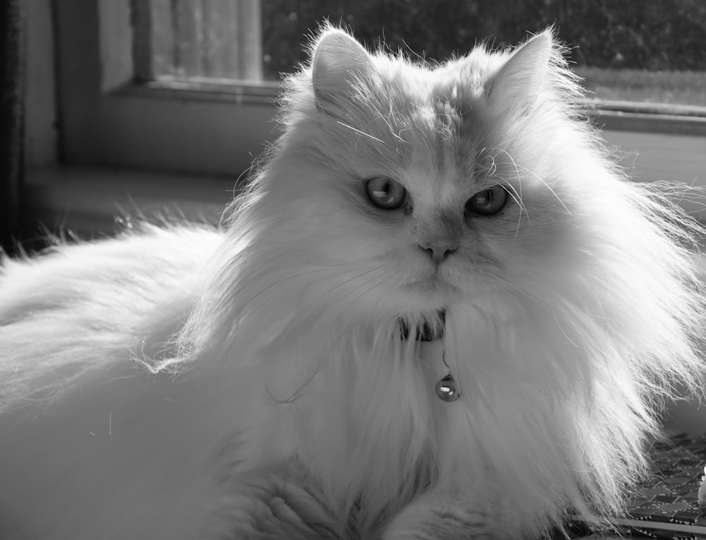 a fluffy white cat with blue eyes laying on the ground