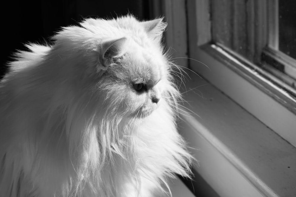a fluffy white cat looking out of a window