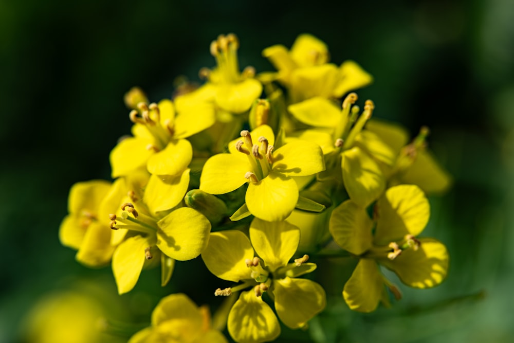 a close up of a bunch of yellow flowers