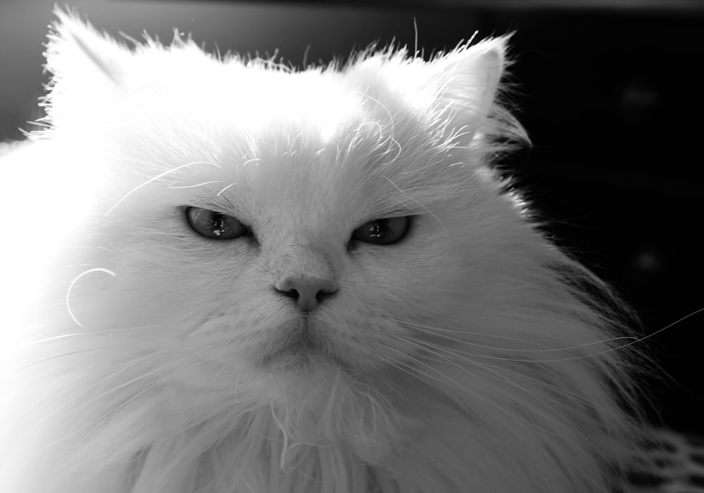 a white cat with blue eyes sitting on a table