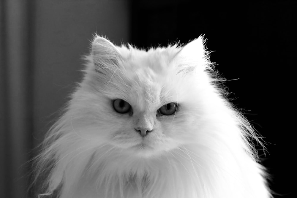 a white cat with blue eyes looking at the camera