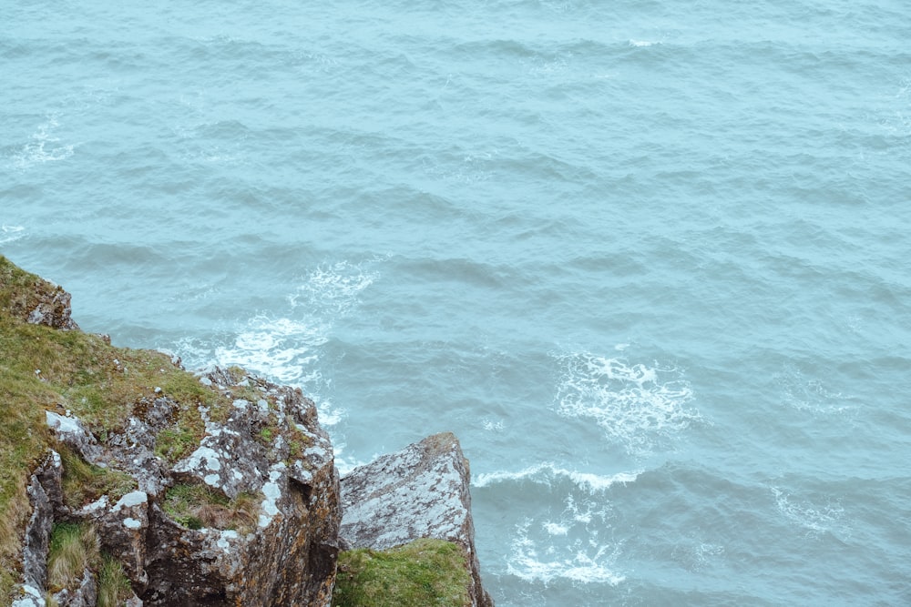 a bird sitting on a rock near the ocean