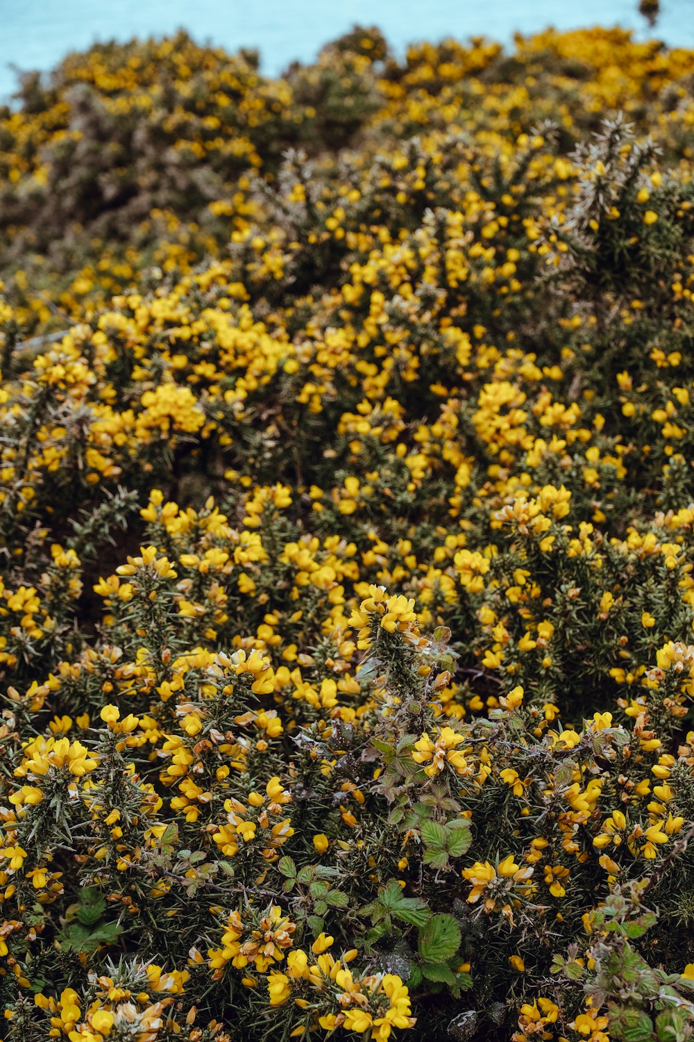 a bird sitting on top of a yellow bush