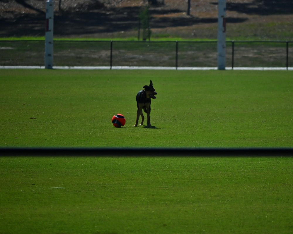 a dog is playing with a ball in a field