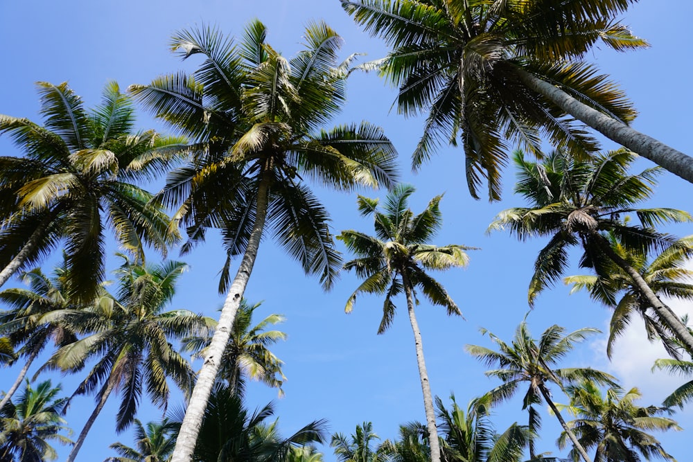 a group of palm trees with a blue sky in the background