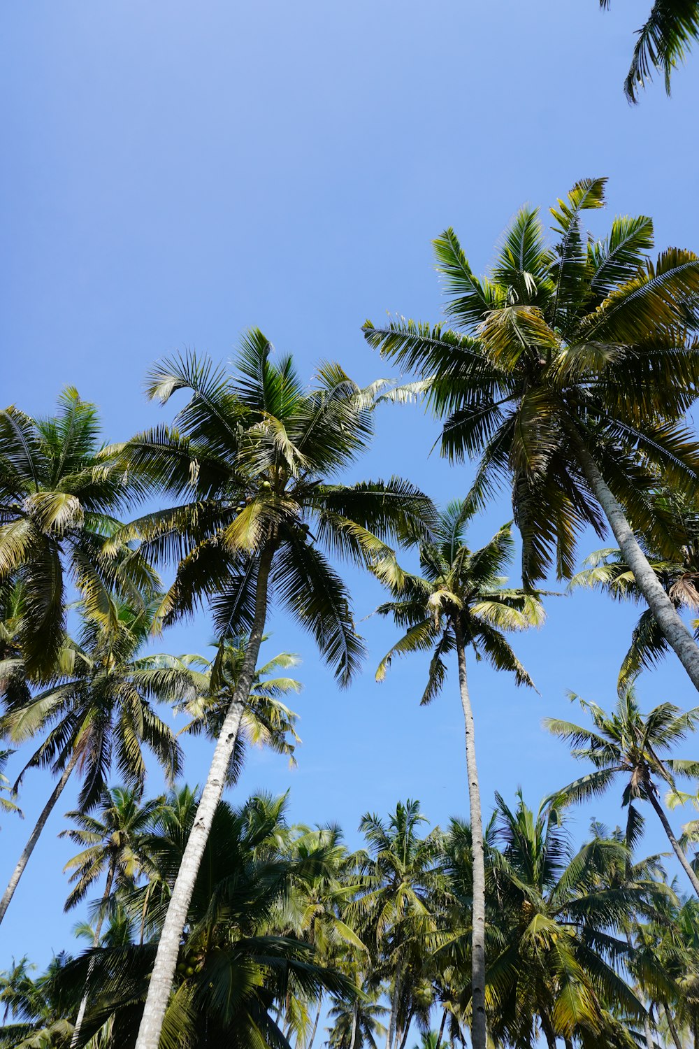 a group of palm trees with a blue sky in the background