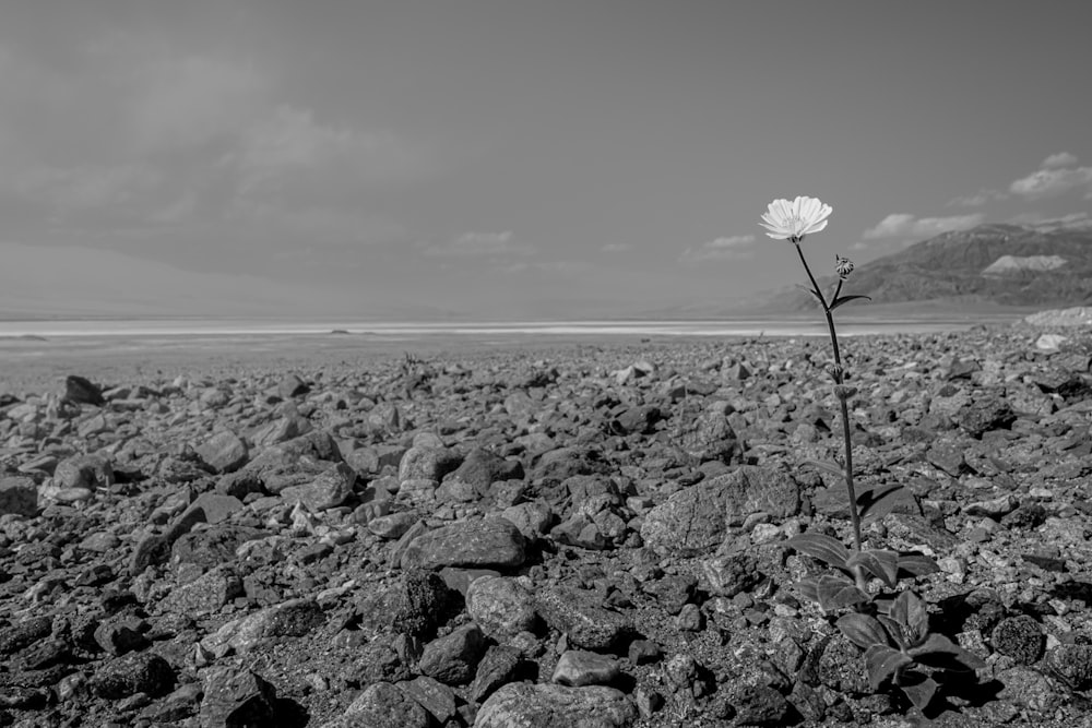 a lone white flower on a rocky beach