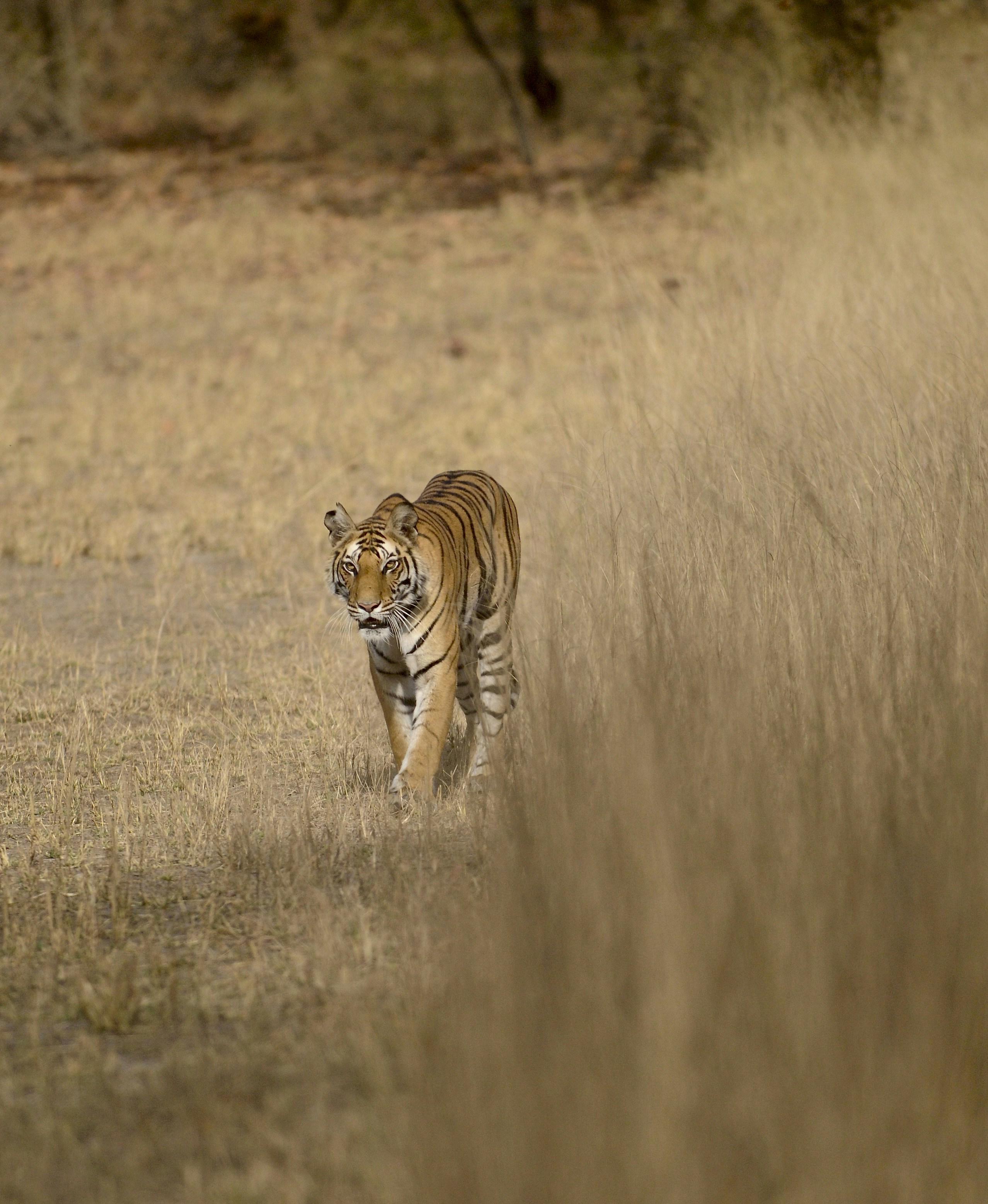 Bandhavgarh National Park, India: Tiger Territory (image credits: unsplash)